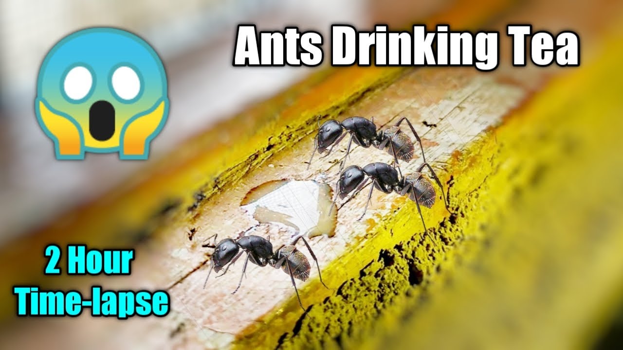 Ants Drinking Sweet Tea Time Lapse - YouTube