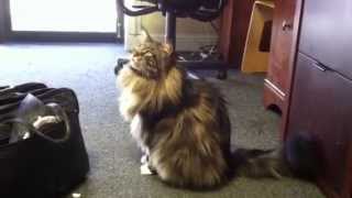 Mac the Maine Coon singing by Mark4799 3,126 views 10 years ago 1 minute, 10 seconds