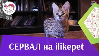 Сервал на ilikepet Сервал на ilikepet