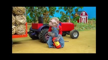 Monkey and cat is video 