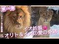 【第１弾】やった！美人イオに赤ちゃんが！美男ライオンのオリトと出会うまでvol.104@旭山動物園/Beautiful Io has a baby! Until I met Orito, lion