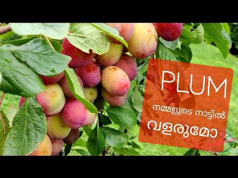 Video: Plum (19 Photos): Caring For A Home Tree. How To Grow And What To Feed In Spring After Winter? What Kind Of Soil Does It Like And How Does It Bloom? Family