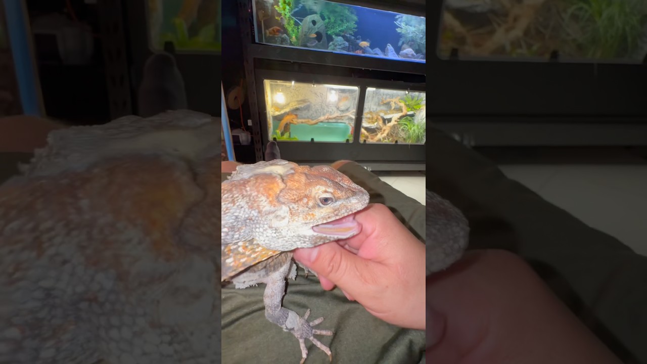 Lap Lizard🦎 #frillednecklizard #frilleddragon #lizard #reptiles #animals #pets #fyp