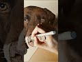 Fast Pencil Timelapse of Dog's Nose Drawing 🐶