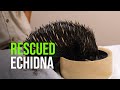 Rescued Echidna Puggle Spends First Night Away From Surrogate Mum