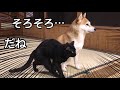 パパの帰宅とママの帰宅 Welcome home!!