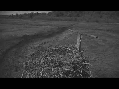 camera iphone 8 plus apk Cape Cod Museum of Natural History Live Stream