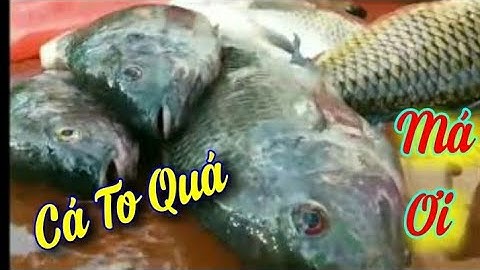 Đánh lưới bắt cá rô phi siêu to trong ao hoang - @HaiMomOfficialnongdan