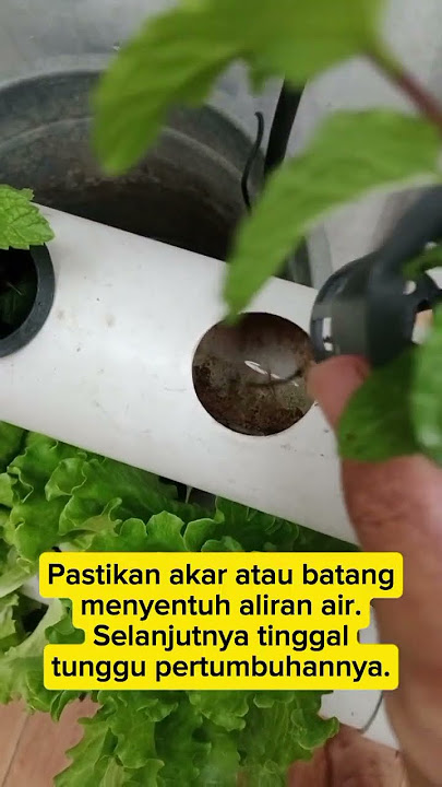 Cara Menanam Daun Mint Hidroponik #manfaatdaunmint #carananamdaunmint #caramenanamdaunmint