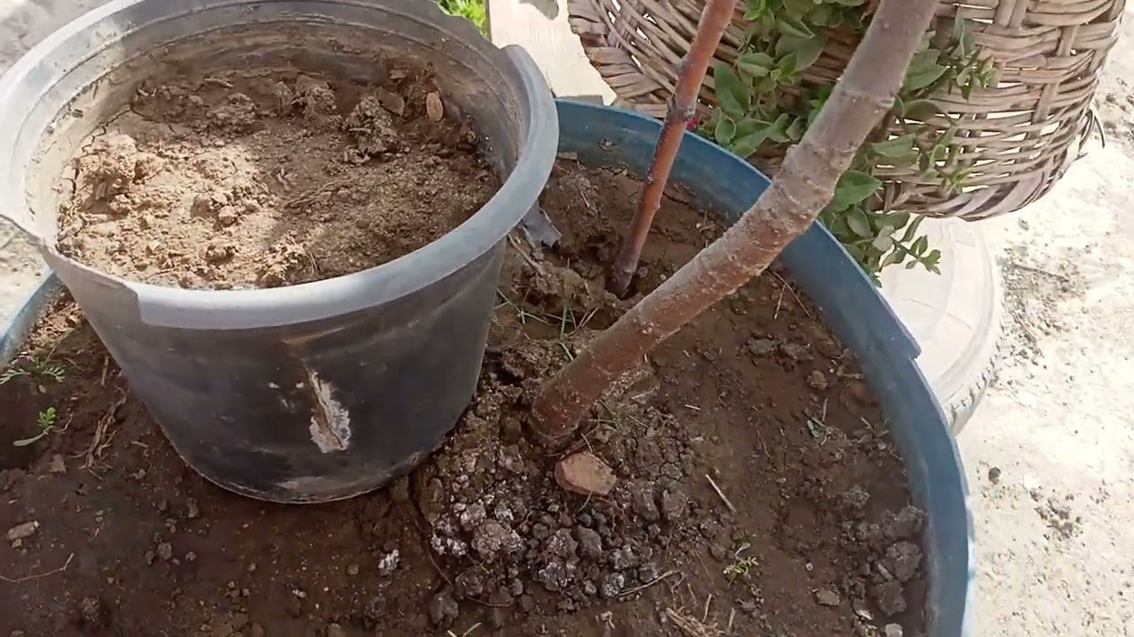 زرعت عشبه جميله جدا ومفيده جدا 