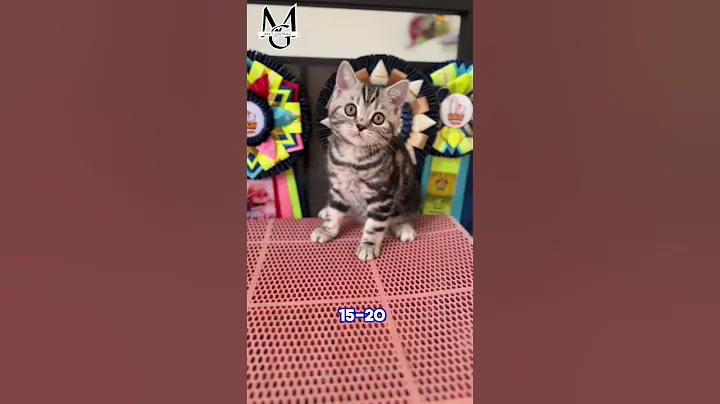 Video 5852851: kucing american shorthair, american shorthair cat