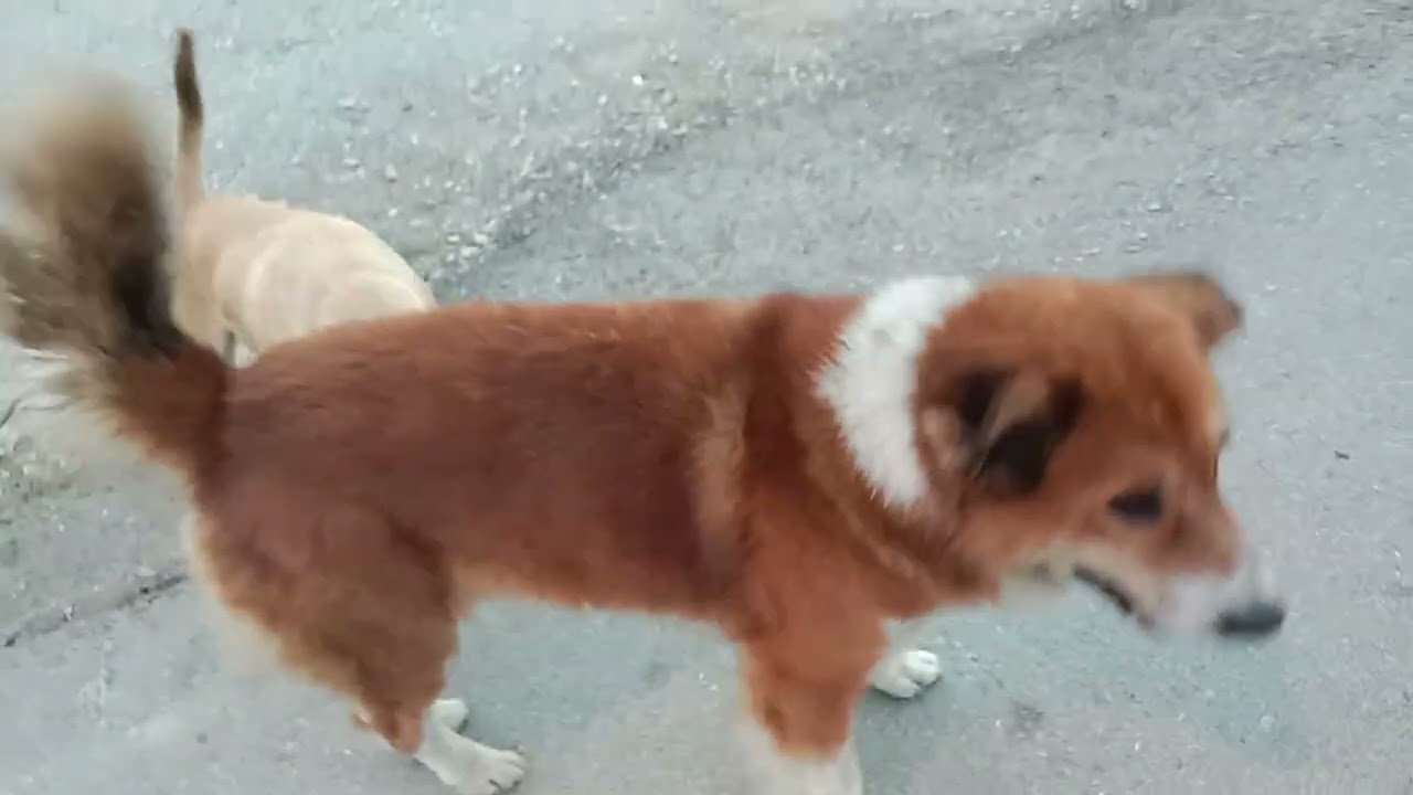 ดุ๊กดิ๊กมาแล้ว เฝ้ารออยู่ทุกวันเจอกันแล้วดีใจ โป่งชัย แจ้ห่ม ลำปาง