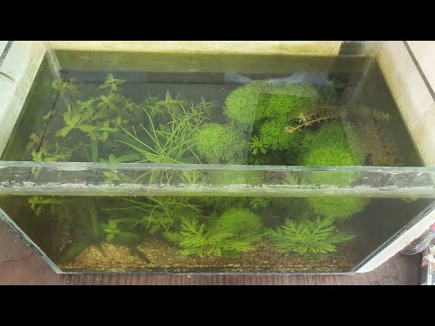 Video Review Hồ Tép Cảnh Mini Của Mình - Cách Nuôi Tép Đơn... - youtube