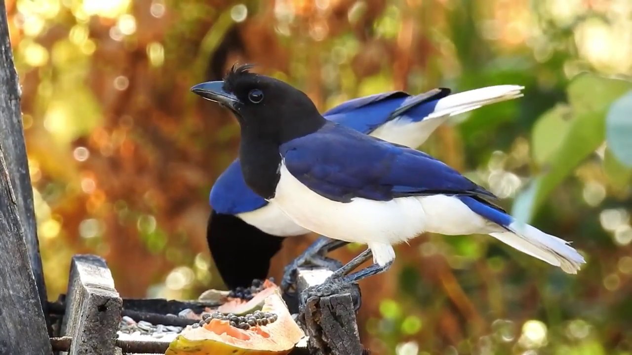 Flock of Curl-crested Jay, Eating papaya, Fruit of the backyard