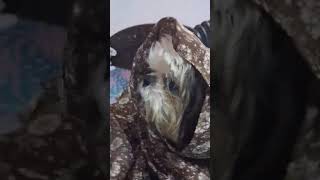 #viral #dog #funny #shortvideo #shorts #reaction #vlog