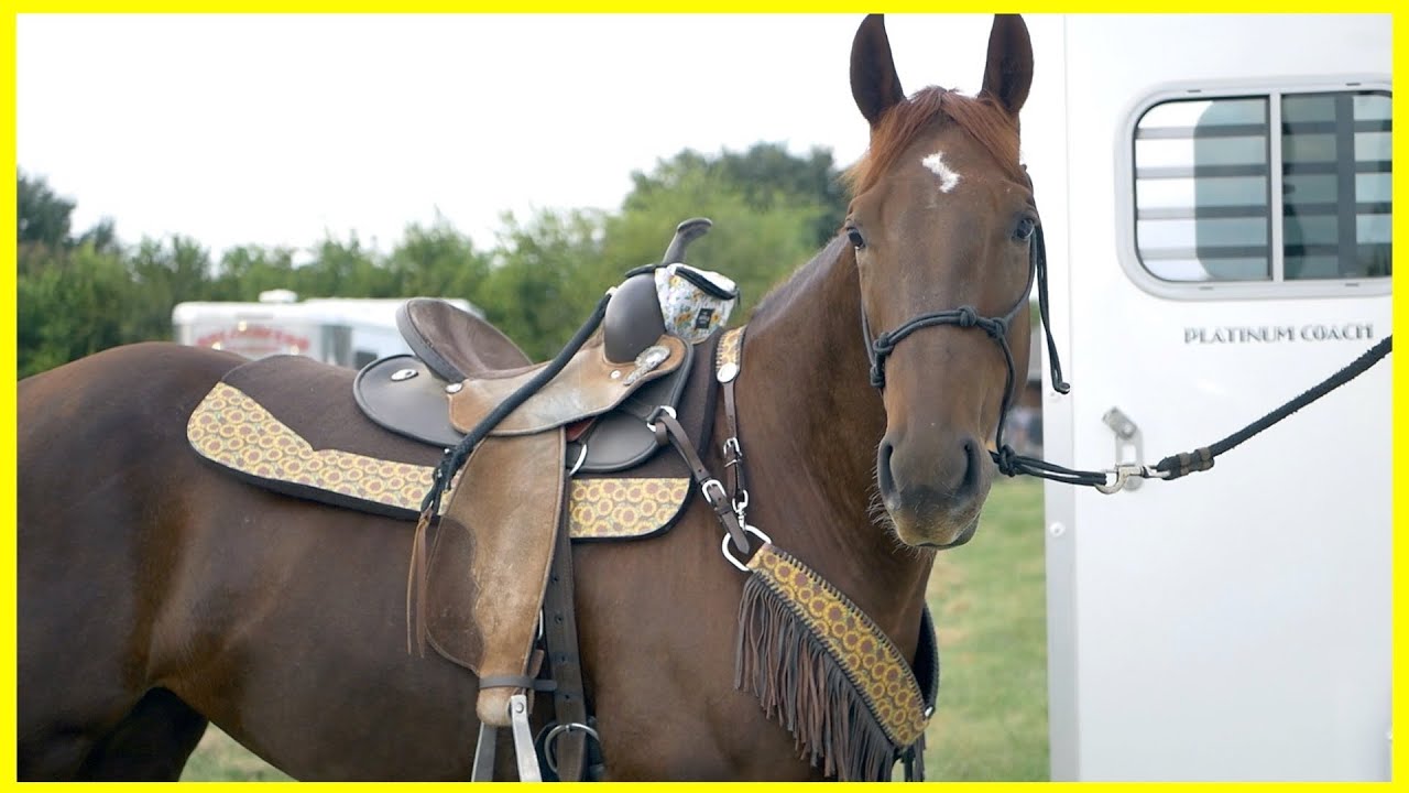 REVEALING NEW TACK! (And a rodeo on Lolo) - YouTube