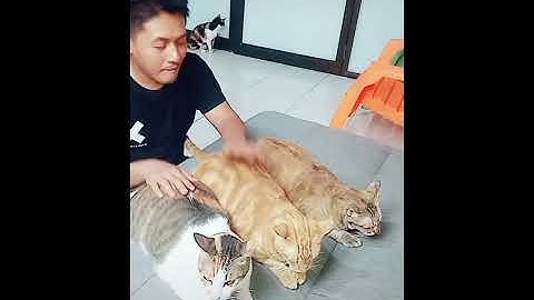 saking gembulnya kucing-kucing ini mirip kendang dangdut koplo,memicu kita untuk selalu goyang badan