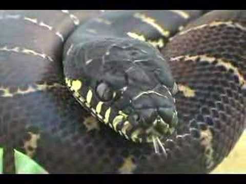 Boelens python ( Juvenile )