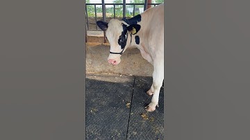 Beauty & Breed Heifer For Sale , ABS SPIKE , TOP QUALITY HF , #chopradairyfarm #trending #cow