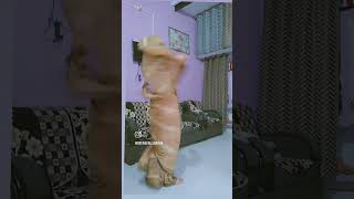 Ghagar Sara Rara #new #tranding #viralsongs #youtube #shortsvideo #viralsongs 💃💃🫰🫰💞🫰🫰💃💃💃💃💃
