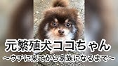 何回もお腹を切られた哀しい繁殖犬マリアの幸せ物語 Youtube 何回もお腹を切られた哀しい繁殖犬マリアの幸せ物語 Youtube