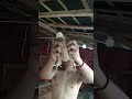 12 hari umur ayam broiler liat di akhir ada anomali🤣#fypyoutube #ayam #trending #trendingshorts