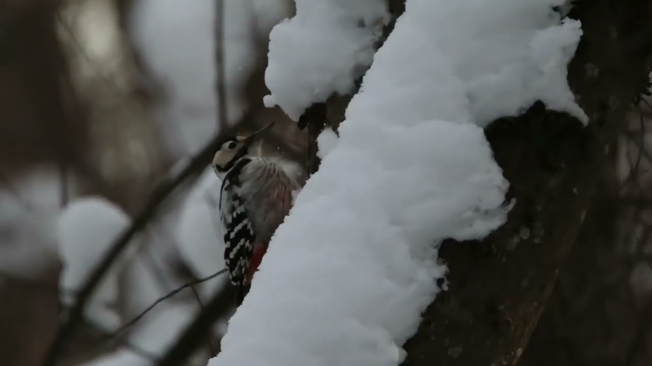 Большой пёстрый дятел / Dendrocopos major