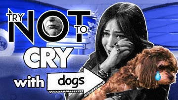 Try Not To Cry Challenge | SAD Dog Videos