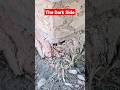 Why Homeowners Need Underground Gutter Drains Shorts Why Homeowners Need Underground Gutter Drains Shorts