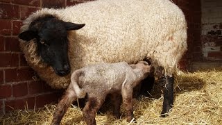 What To Do If A Sheep Or Goat Rejects Their Baby ~ BONDING
