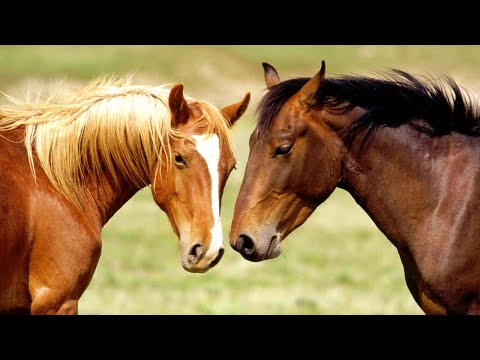 Видео: Николай Дроздов рассказывает о лошадях 🐴