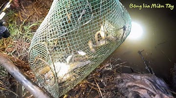 Đặt lờ chặn đường nước ruộng cá chạy đâu thoát| Bông lúa Miền Tây