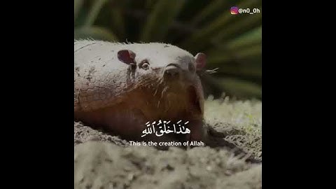 تلاوة موثرة (هذا خلق الله- فأروني ماذا خلق الذين من دونه ) حالات واتس