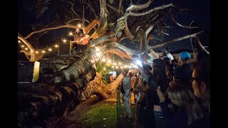 Tim Armstrong in a Tree   East Bay Night