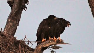 Swfl eagles_lots of vocals but no food~beaks & wings~e12 hops pond
pylons 04-12-19