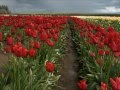 Oregon tulip festival  woodburn oregon