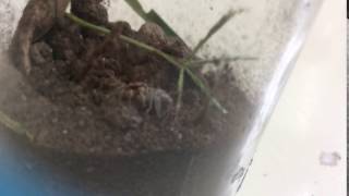 Famous Jumping spider vs cricket Profile