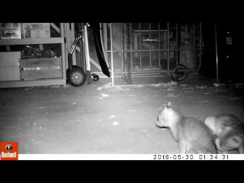 Fox Pup Scratching