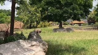 Chester Zoo - Baby Rhino Playing and Running 08.08.2017