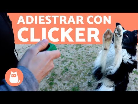 CLICKER para PERROS - Cómo adiestrar a un perro con un clicker