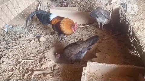 qaib F1 daj tau khav tuaj lawm mas zoo nraug kawg nkaus li 2023/2/24