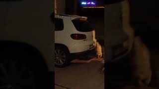 Download Lagu Yaramaz köpek Şişa MP3