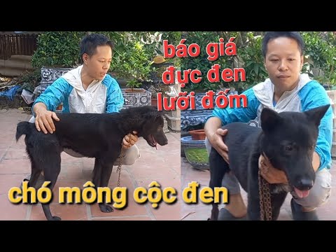 Video Báo giá đực đen lưỡi đốm chó mông cộc đen - youtube