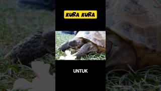 3 Fakta Unik Tentang Kura-Kura|| Hewan bertempurung kuat #faktaunik #kurakura #hewan #fyi