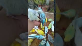 This Amazon bird toy is SO COOL#birds#parrot #birdslover #budgis #lovebirds #budgiegar #cute #health