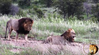 The Lions That Killed Xihamham Father Of Casper The White Lion