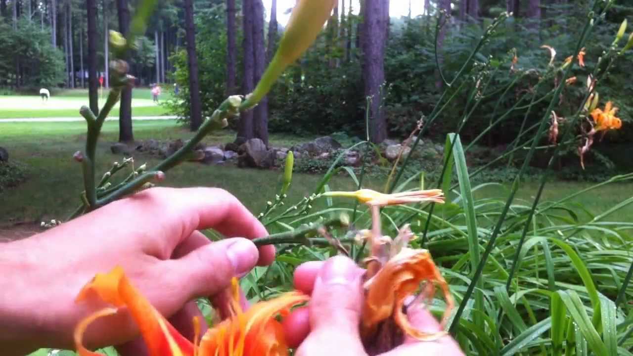 When should I cut back lilies?