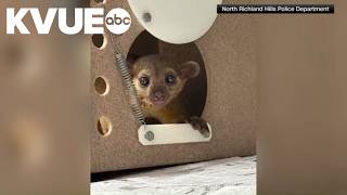 Police find kinkajou behind restaurant near Fort Worth, Texas
