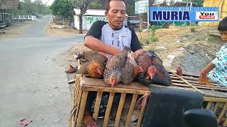 Jual Beli  Ayam Kdanung  Hasilnya Bisa Kuliahkan Anak Ke Perguruan Tinggi