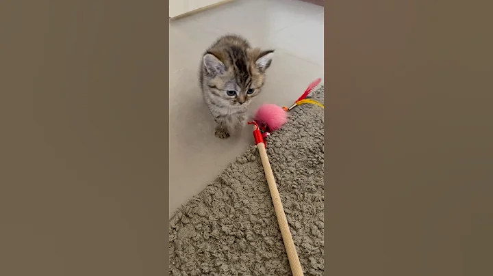 Video 10698431: britishshorthair catlife catlover kitten, cats britishshorthair catlife catlover, britishshorthair cat cutecat kitten, cat kitten britishshorthair kitty, kitten meow britishshorthair, britishshorthair cat cute kitten, catlover kitten british